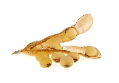 Beyaz arka plan üzerinde izole soya bakla. Soya - protein bitki 
