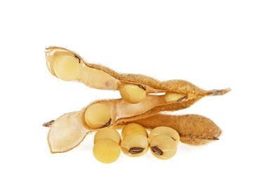 Beyaz arka plan üzerinde izole soya bakla. Soya - protein bitki 