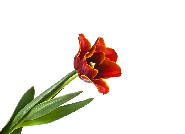 Tulipán rojo sobre fondo blanco, primer plano — Foto de Stock