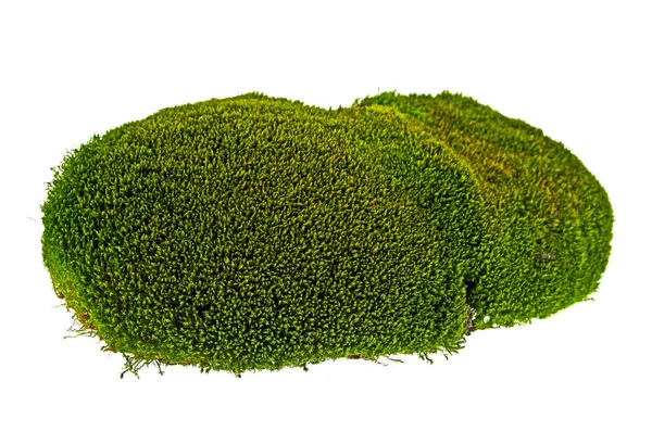 Musgo verde sobre um fundo branco — Fotografia de Stock