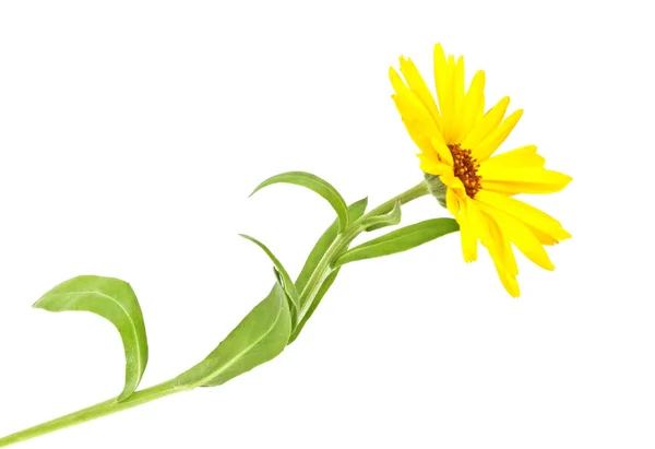 Calendula. Fiore di calendula con foglie isolate su un dorso bianco — Foto Stock