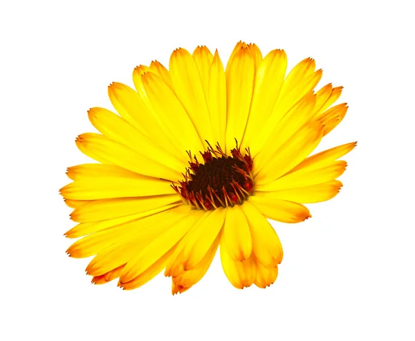 Календула. Цветок Мэриголд на белом фоне — стоковое фото