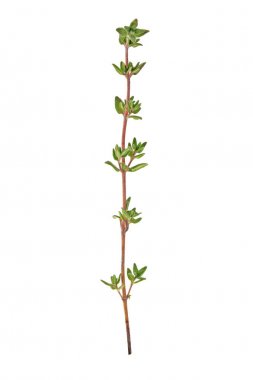 Kekik filizi beyaz arkaplanda izole edildi