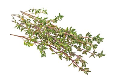 Beyaz bir arka planda baharat kekik dal yığını