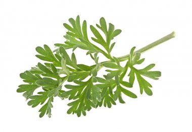 Beyaz arka plan üzerinde izole sagebrush fışkın