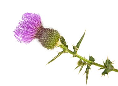 Süt Thistle bitki bitkisel tedavi. Viski thistle beyaz arka