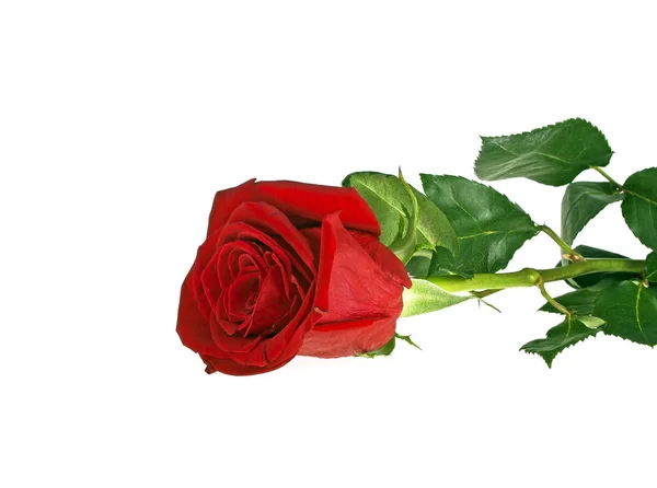 빨간 장미는 흰 배경에 고립되어 있다 — 스톡 사진