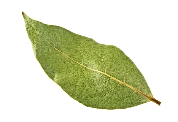 Hoja de laurel seca aislada sobre fondo blanco, de cerca — Foto de Stock