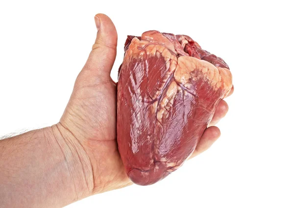 Beef heart in men's hand on a white background — Stock Photo, Image