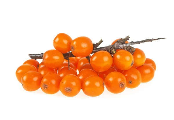 Cabang berry buckthorn laut pada latar belakang putih — Stok Foto