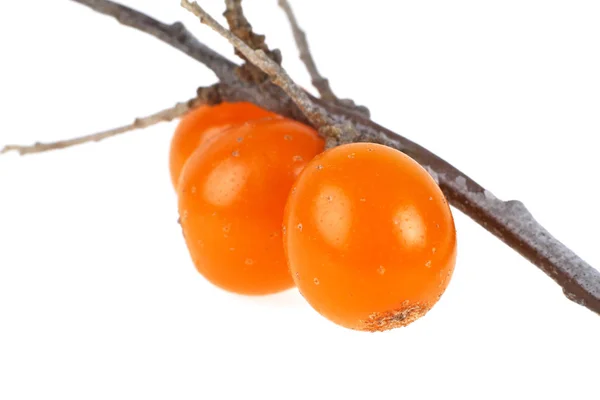 # Sea buckthorn berry on branch on a white background, close up # — Stok Foto