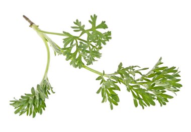 Beyaz arka plan üzerinde izole sagebrush fışkın