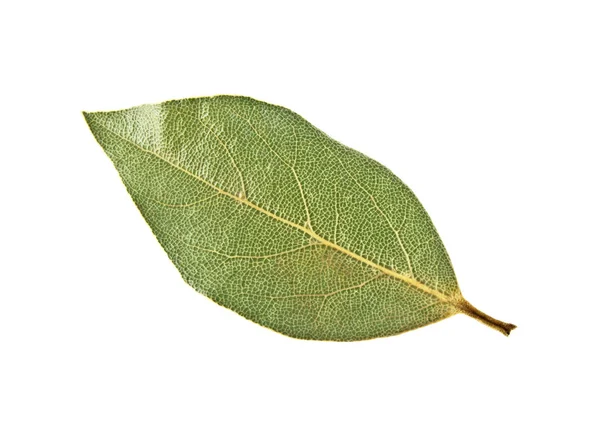 Folha de louro seca isolada no fundo branco — Fotografia de Stock