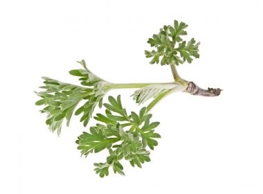 Beyaz arka plan üzerinde izole sagebrush fışkın