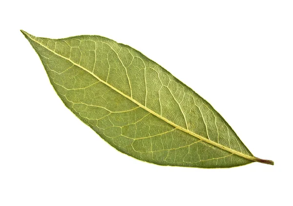 Hoja de laurel seca aislada sobre fondo blanco —  Fotos de Stock