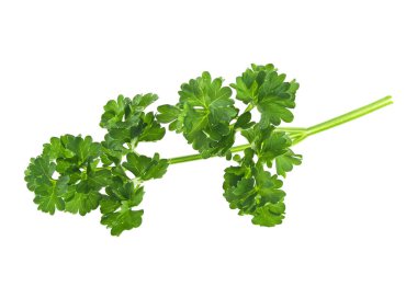 Maydanoz beyaz arkaplanda izole