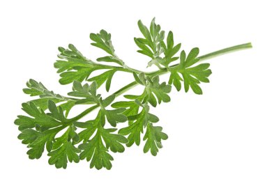 Beyaz bir arka plan üzerinde izole tek adaçayı yaprağı