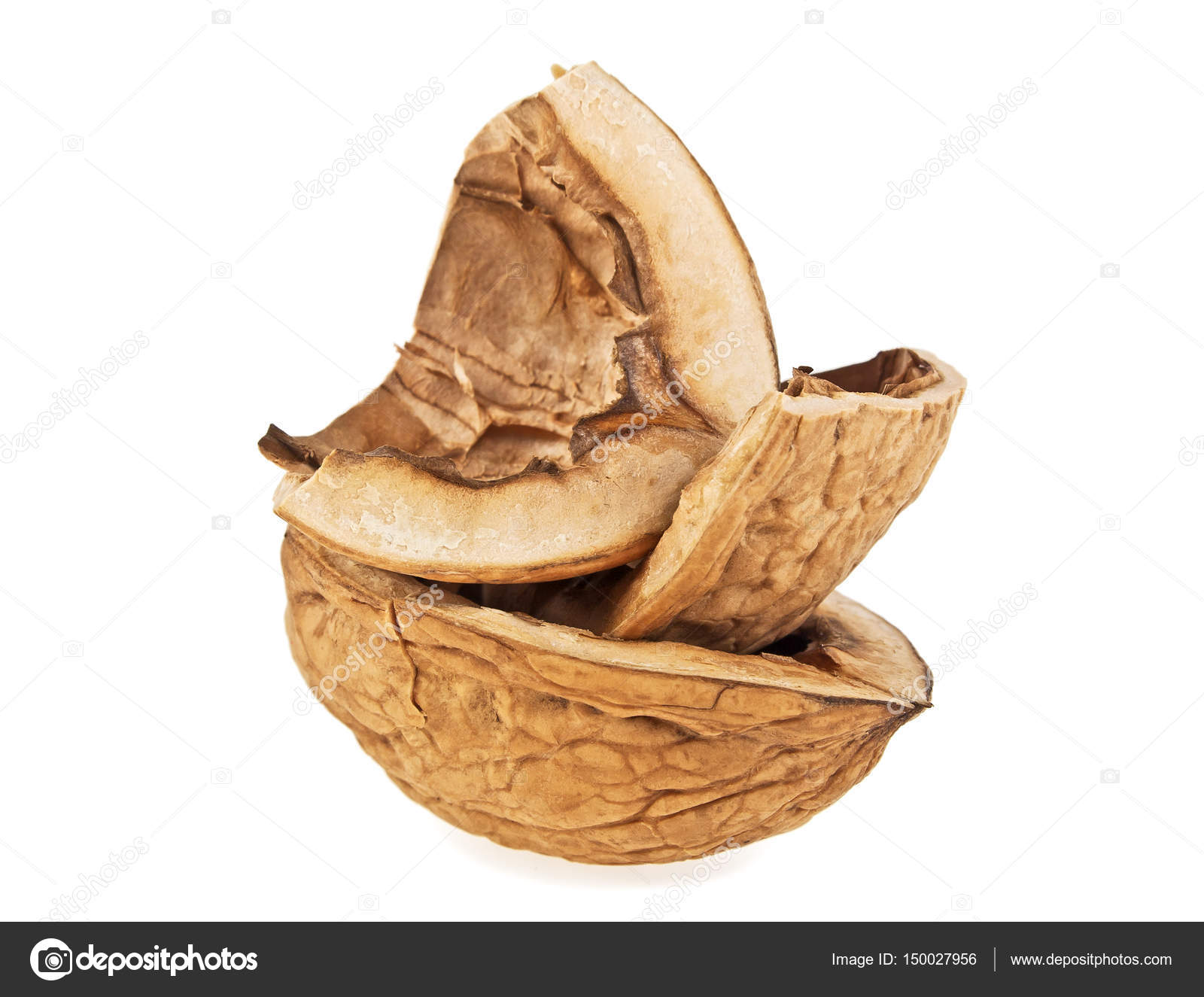 Empty Walnut Shell