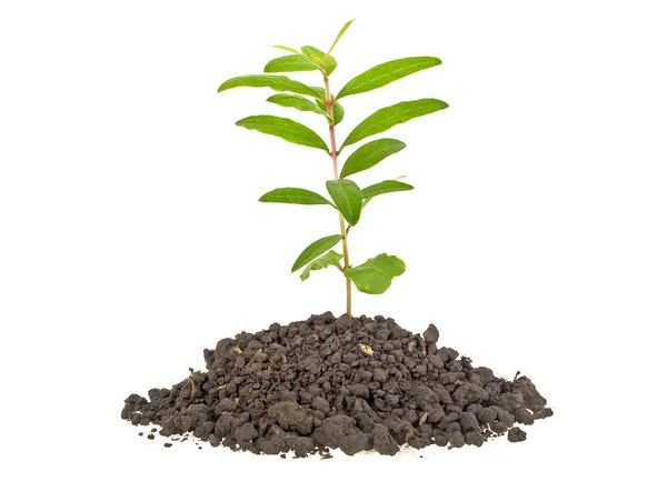 Young plant tree growing seedling in soil isolated on white back Stock Picture