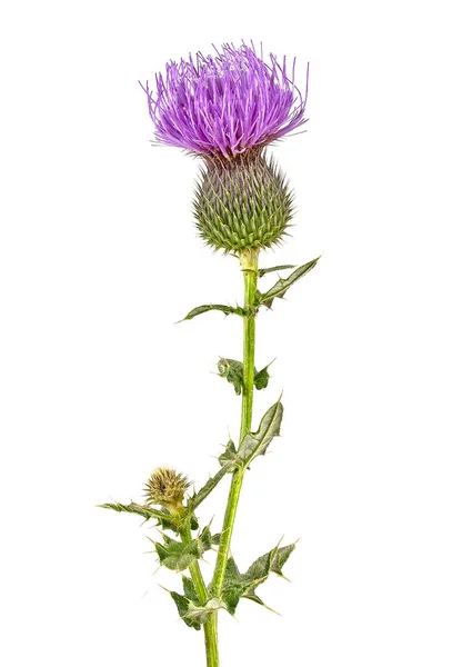 Süt Thistle bitki (Silybum marianum) bitkisel çözüm. 