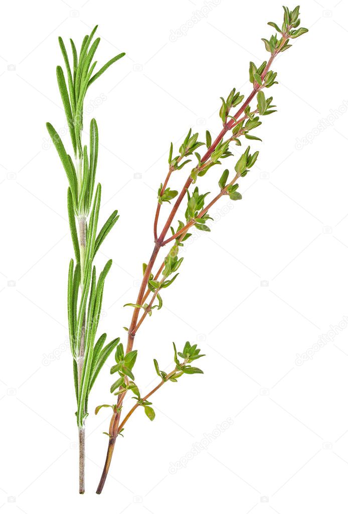 Thyme and rosemary sprigs isolated on a white background, Spices