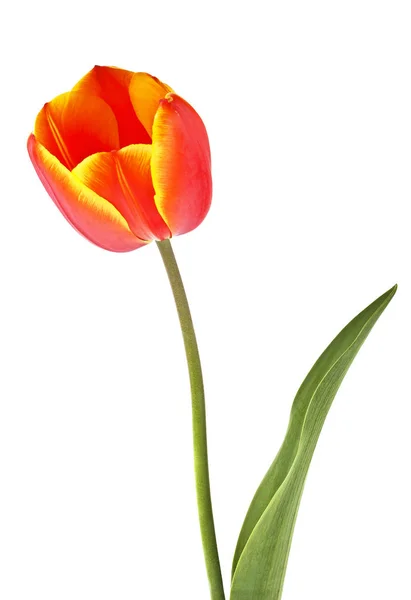 Tulipe rouge avec feuilles sur fond blanc, gros plan — Photo