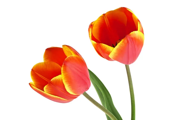 Deux tulipes rouges sur fond blanc — Photo