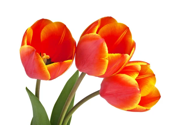 Bouquet de tulipes isolées sur fond blanc — Photo