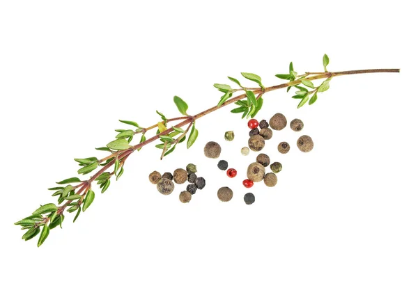 Timjan kvist och pepparkorn på vit bakgrund — Stockfoto