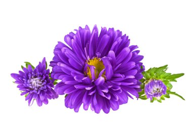 Beyaz bir arka plan üzerinde izole güzel çiçekler, Menekşe aster