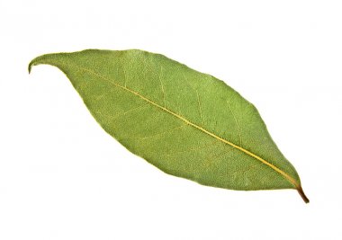 Beyaz arka plan üzerinde izole aromatik defne yaprağı