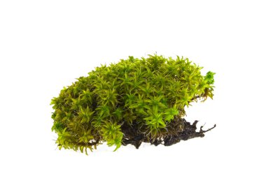 beyaz zemin üzerine yeşil yosun