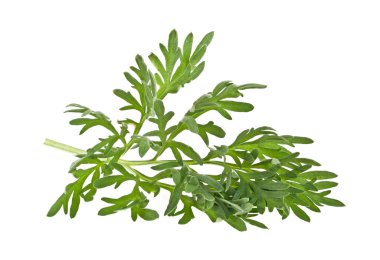 Beyaz arka plan üzerinde izole sagebrush fışkın