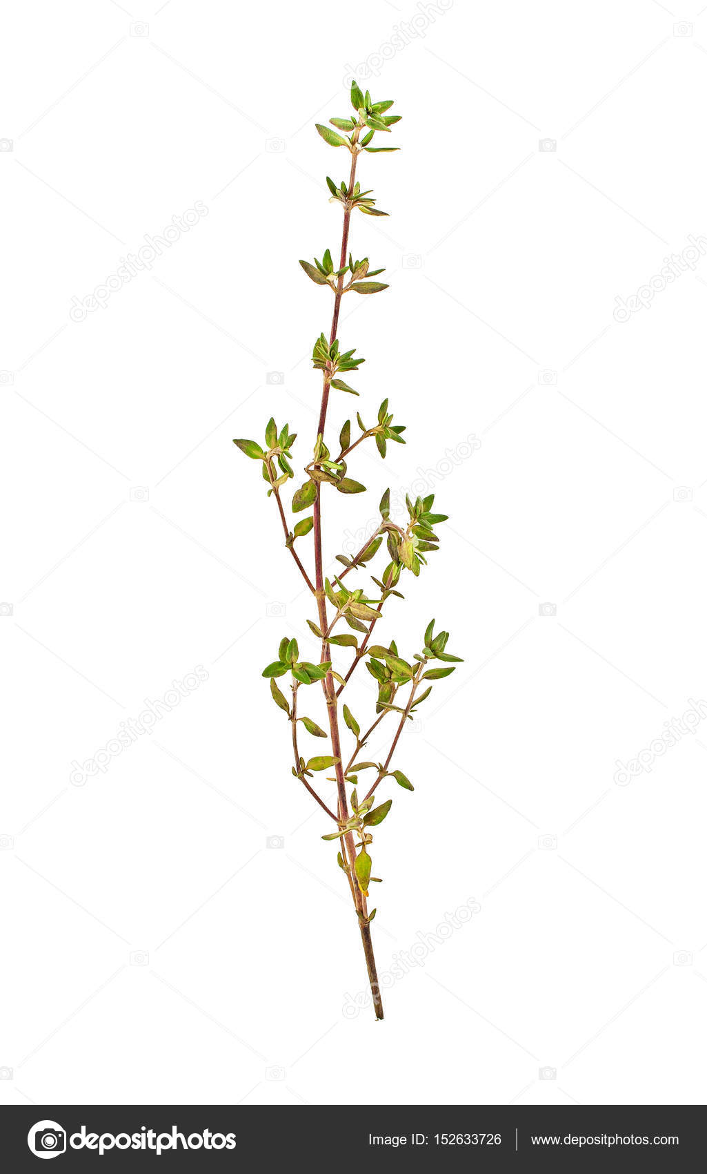 sprig of thyme sprig of thyme