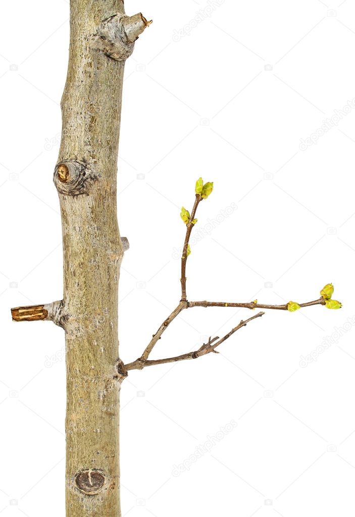 Close up of young tree branch on a white background