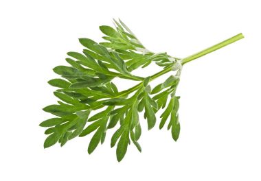 Beyaz bir arka plan üzerinde izole tek adaçayı yaprağı