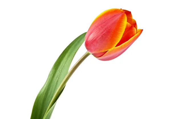 Fleur de tulipe isolée sur fond blanc — Photo