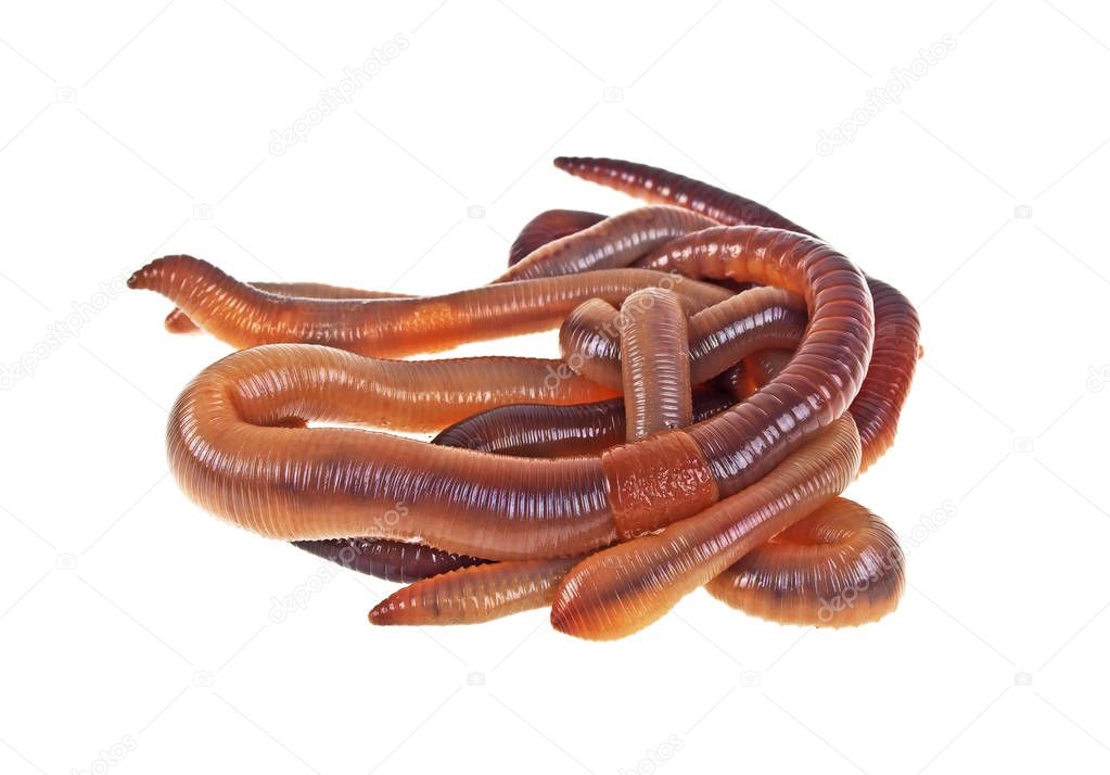 Earth worms on a white background