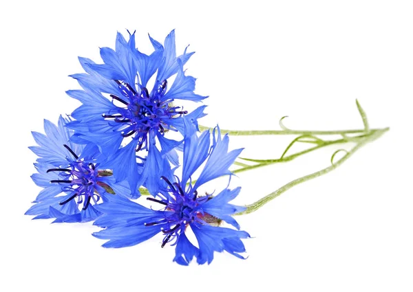 Cornflower azul Centaurea sobre un fondo blanco — Foto de Stock
