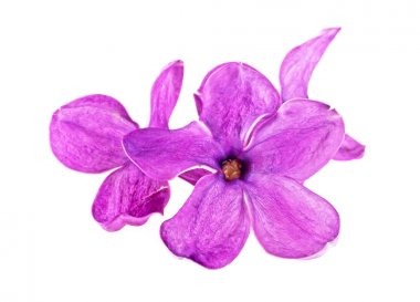 Beyaz bir arka plan üzerinde izole mor Eflatun çiçekler yakın çekim