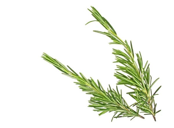 Sprigs of fresh rosemary isolated on white background — Stock Photo, Image