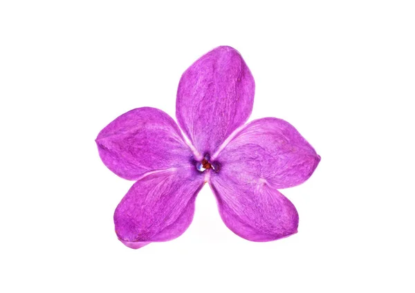 Flores lila púrpura aisladas sobre un fondo blanco. Suerte cinco — Foto de Stock
