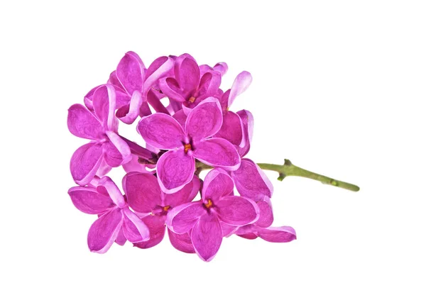 Kleine tak paars lila bloemen geïsoleerd op een witte pagina — Stockfoto