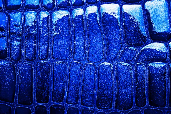 Piel de serpiente azul con patrón, reptil —  Fotos de Stock