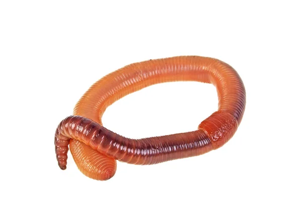 Animal worm terra isolado no fundo branco — Fotografia de Stock
