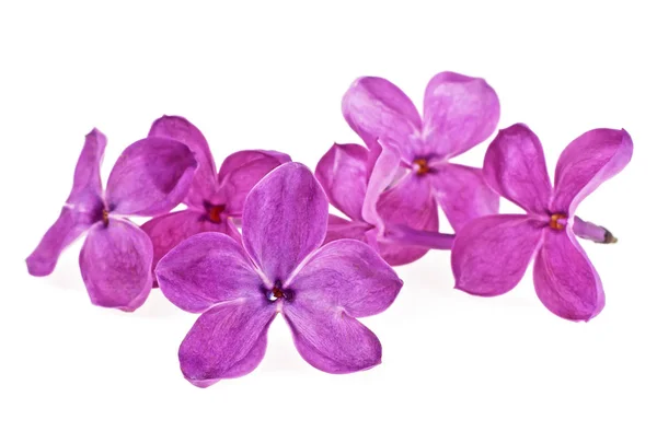 Violeta flores lila aisladas sobre un fondo blanco, de cerca — Foto de Stock