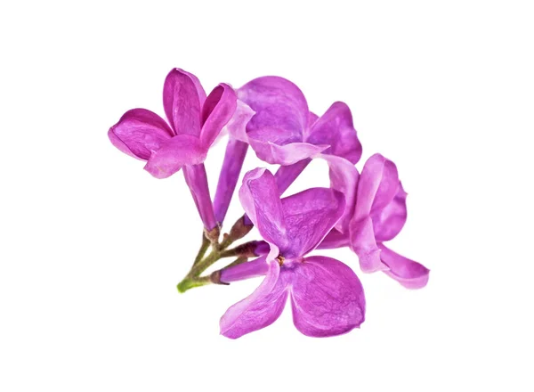 Nahaufnahme von lila Blume isoliert auf weißem Hintergrund — Stockfoto