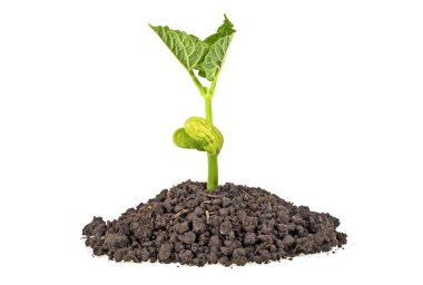 Beyaz arka plan üzerinde izole humus ile fasulye genç bitki