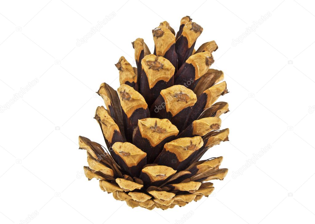Single pine cone on white background