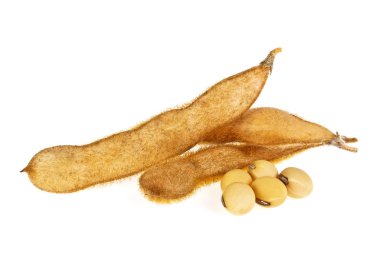 Beyaz arka plan üzerinde izole soya bakla